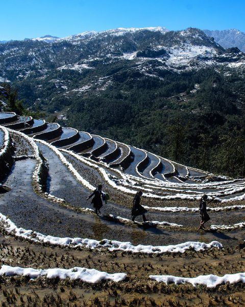Hình ảnh Sapa đẹp tuyết phủ ruộng bậc thang