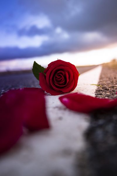 Hình ảnh Valentine hoa hồng