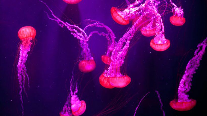 Hình ảnh biển đẹp những con sứa hồng
