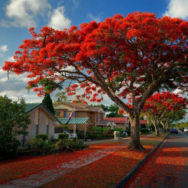 Hình ảnh cây phượng nở đỏ