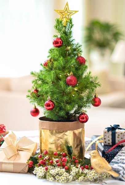 Hình ảnh cây thông Noel mini đáng yêu