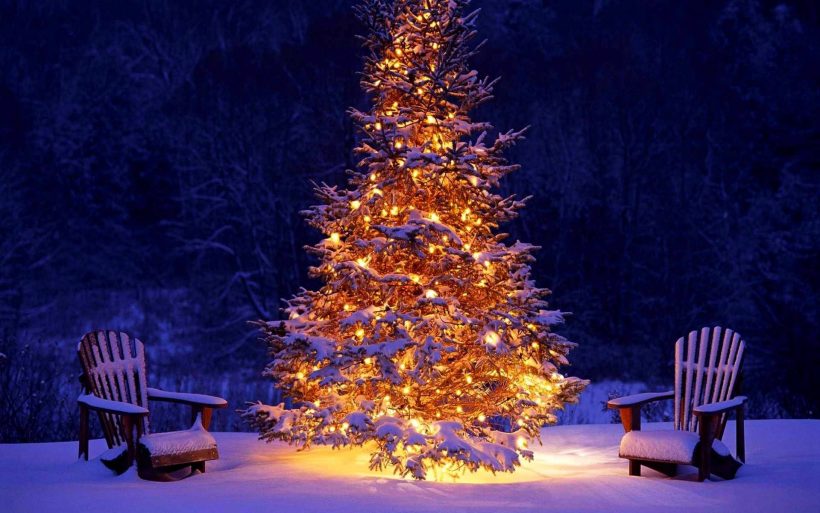 Hình ảnh cây thông Noel rực rỡ trong đêm