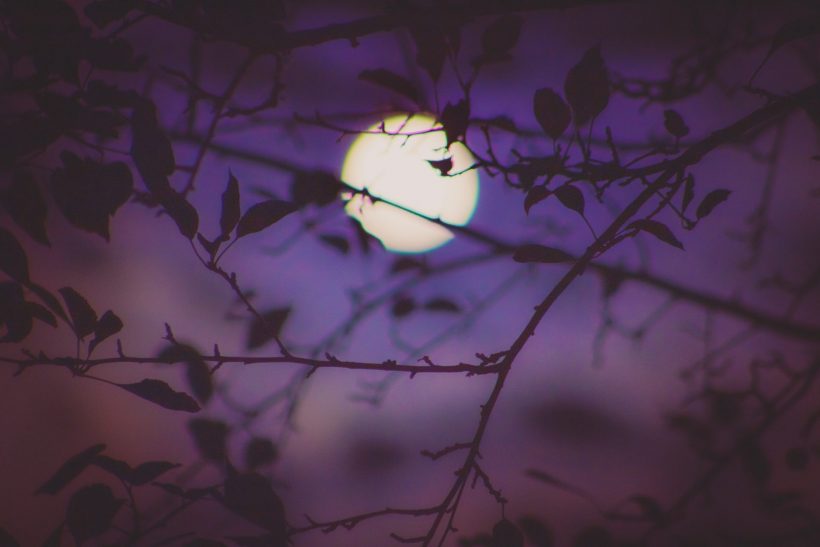 Hình ảnh mặt trăng sau rặng cây
