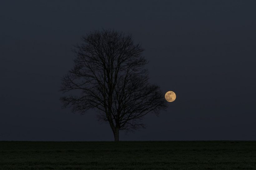 Hình ảnh mặt trăng và cây