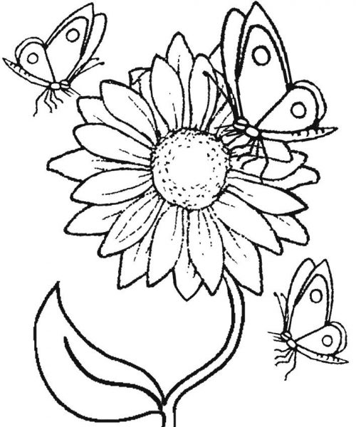 Tranh tô màu hoa đồng tiền và đàn bướm