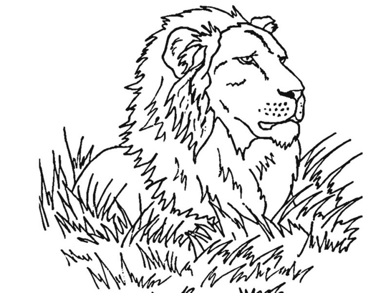 Tranh vẽ sư tử đang nằm nghri giữa bãi cỏ