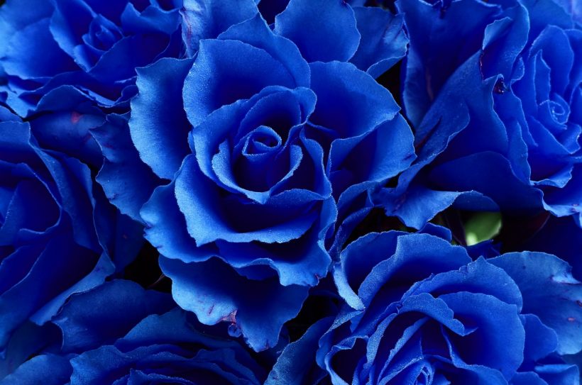 background xanh dương về hoa