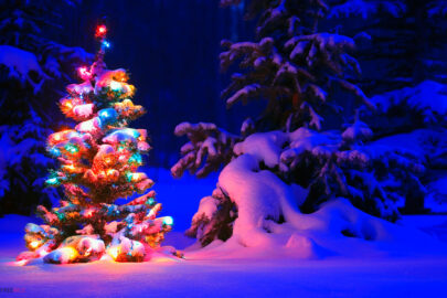 hình ảnh cây thông Noel đẹp nhất