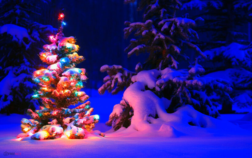 hình ảnh cây thông Noel đẹp nhất