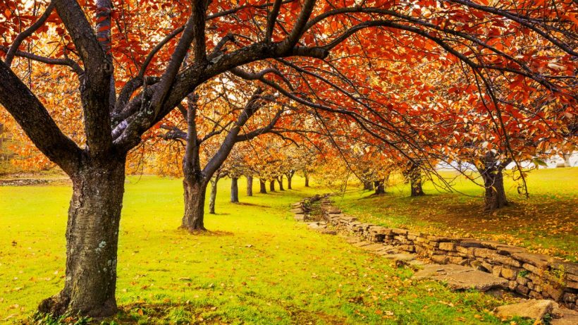hình ảnh mùa thu lá vàng rơi
