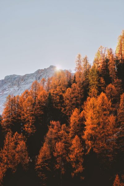 hình ảnh mùa thu ở rừng