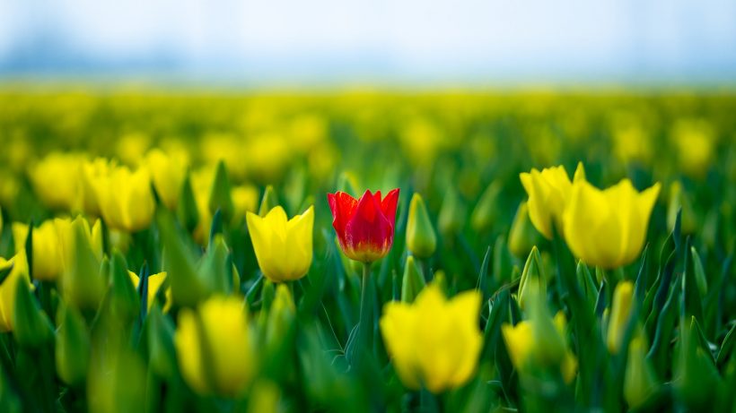 hình nền hoa đẹp - hoa tulip