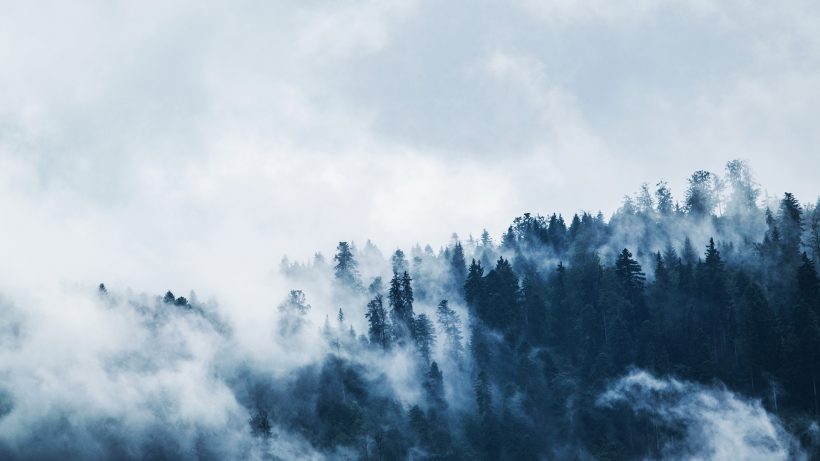 Background banner sương phủ trên đồi lá kim