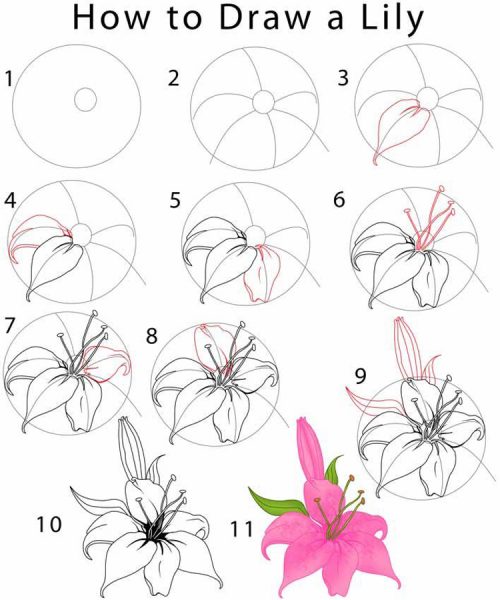 Cách vẽ bông hoa Lily