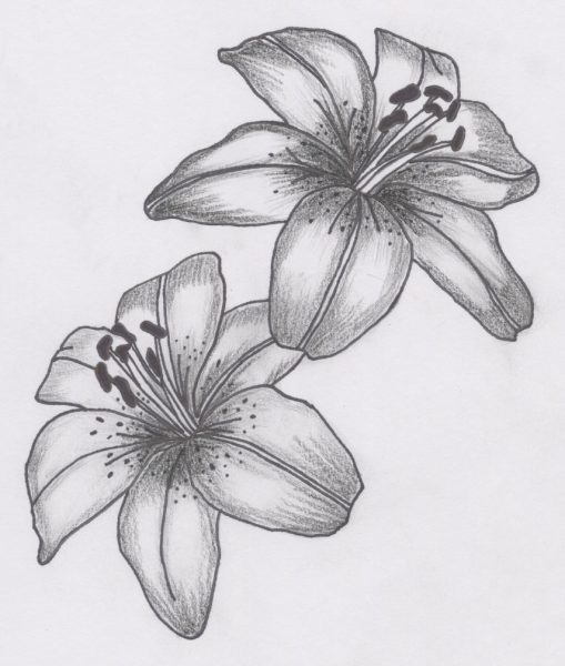 Cách vẽ bông hoa Lily đẹp