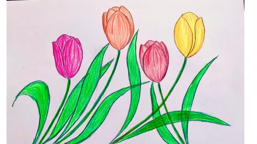 Cách vẽ bông hoa Tulip đơn giản