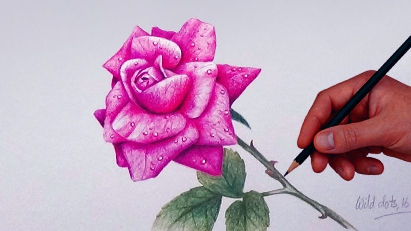 Cách vẽ hoa Hồng bằng bút chì màu đẹp