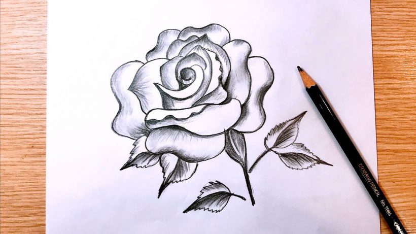 Cách vẽ hoa Hồng đẹp, đơn giản nhất