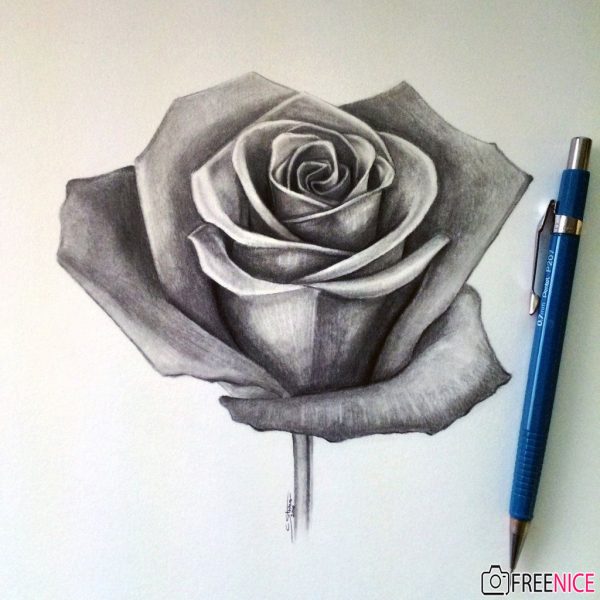 Cách vẽ hoa Hồng đơn giản, đẹp, ấn tượng nhất