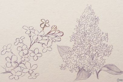 Cách vẽ hoa Tử Đinh Hương đẹp, chi tiết, dễ thực hiện nhất
