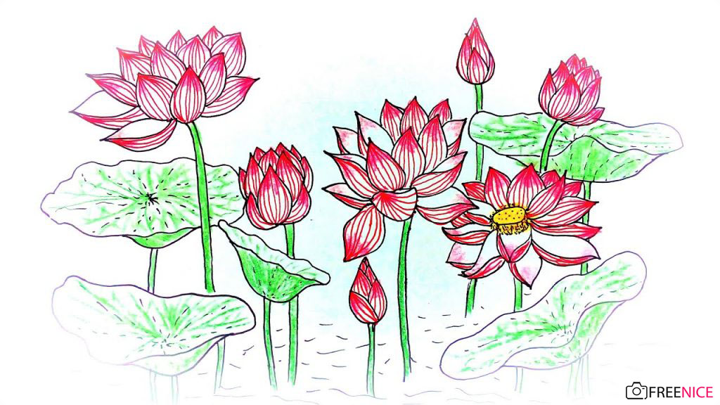 FREE 16 hình vẽ hoa sen bằng bút chì tuyệt đẹp miễn phí tải về  MHDI3