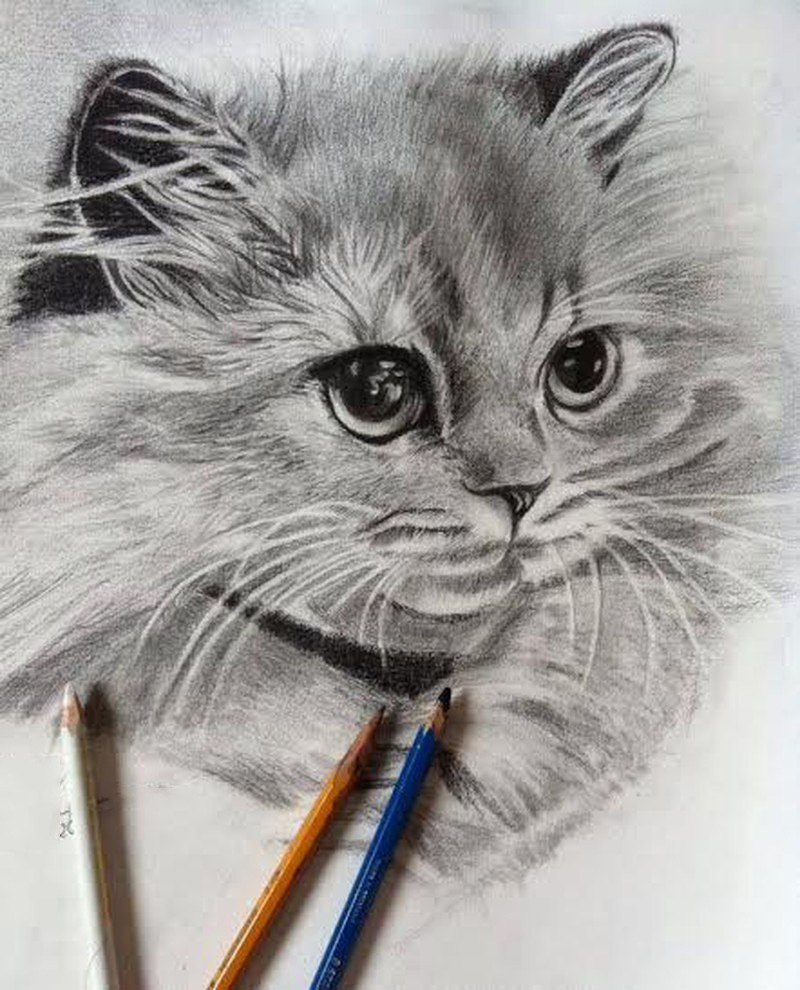 Khám phá 95 hình vẽ con mèo cute mới nhất  thtantai2eduvn
