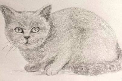 Cách vẽ mèo đáng yêu, ngộ nghĩnh, dễ thực hiện cho người học vẽ