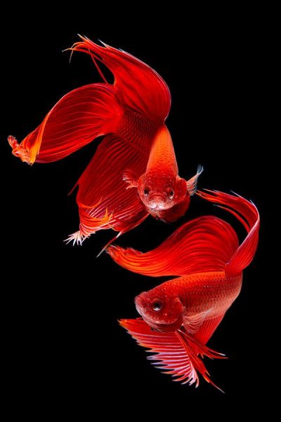 Hình ảnh cá Betta 2 con màu đỏ