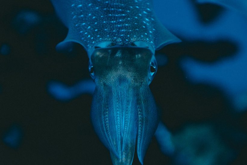 Hình ảnh cá mực xanh