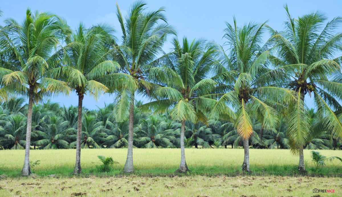 Hình ảnh cây Dừa siêu đẹp, ấn tượng, chân thực nhất