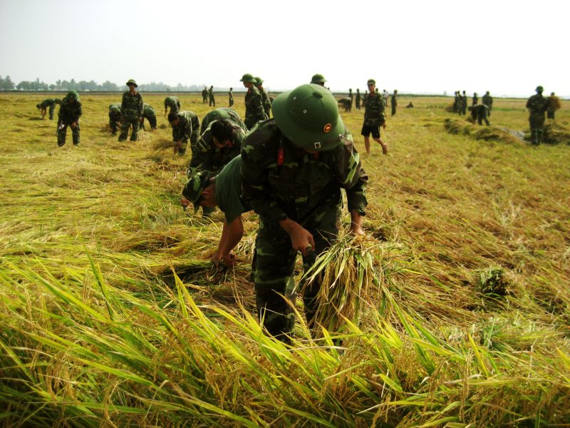 Hình ảnh chú bộ đội giúp dân gặt lúa chạy bão
