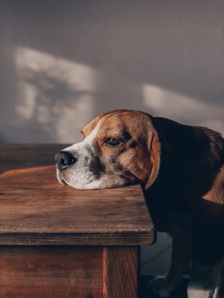 Hình ảnh chú chó buồn ảm đạm