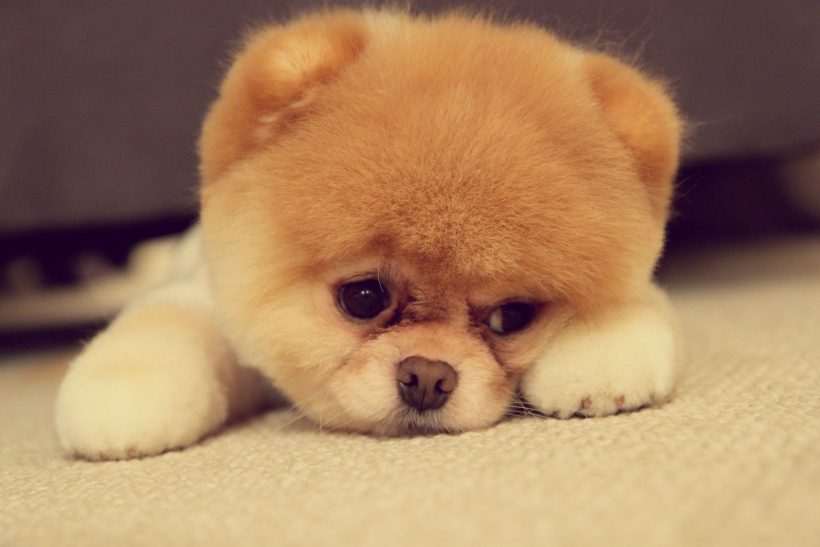 Hình ảnh chú chó buồn cute