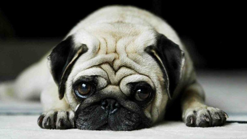 Hình ảnh chú chó buồn cute, dễ thương