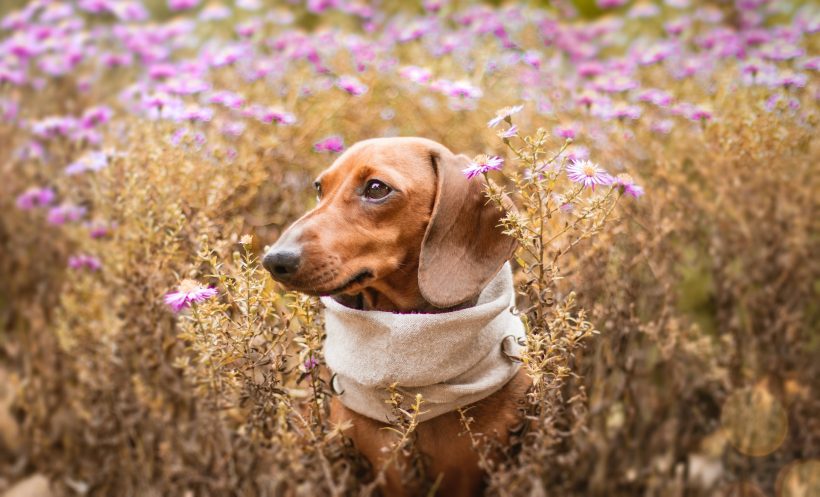 Hình ảnh chú chó buồn giữa cánh đồng hoa rộng lớn