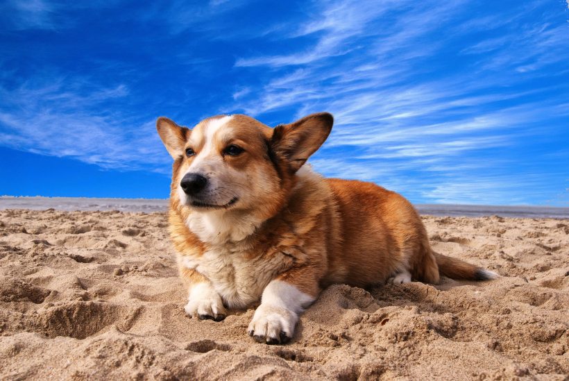 Hình ảnh chú chó buồn giữa sa mạc