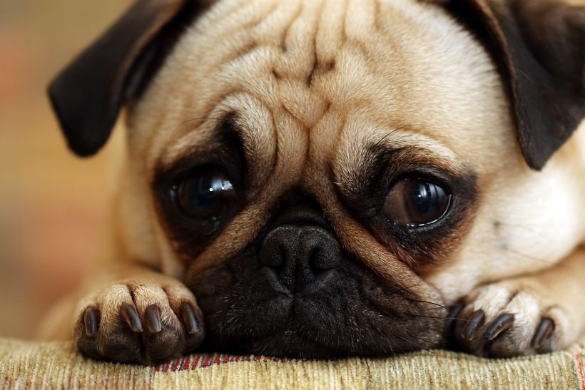 Hình ảnh chú chó buồn khóc