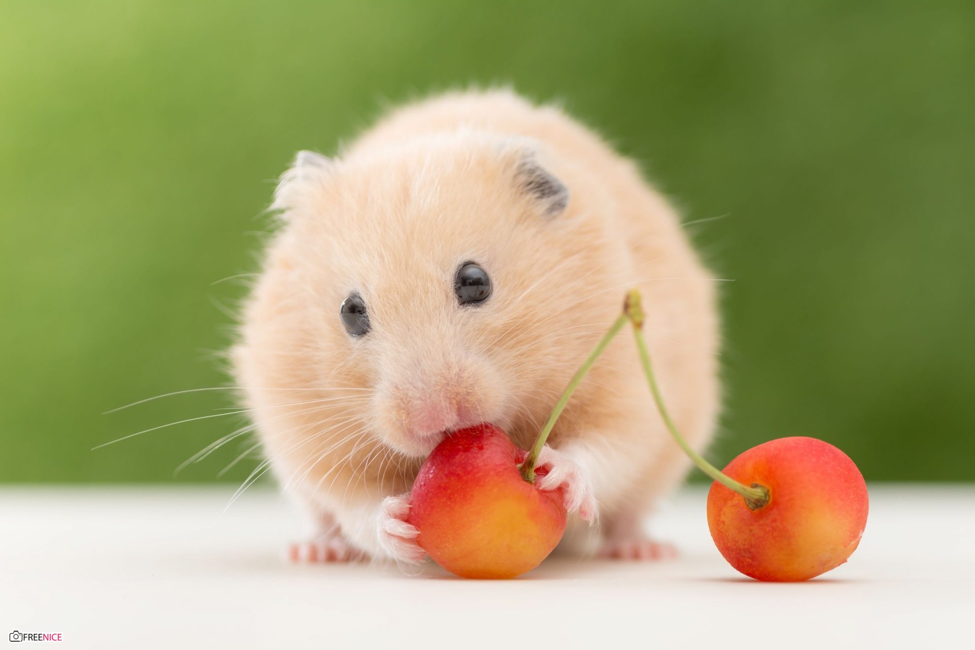 Hình ảnh chuột Hamster dễ thương, cute, đáng yêu nhất – Freenice.net