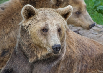 Hình ảnh con gấu