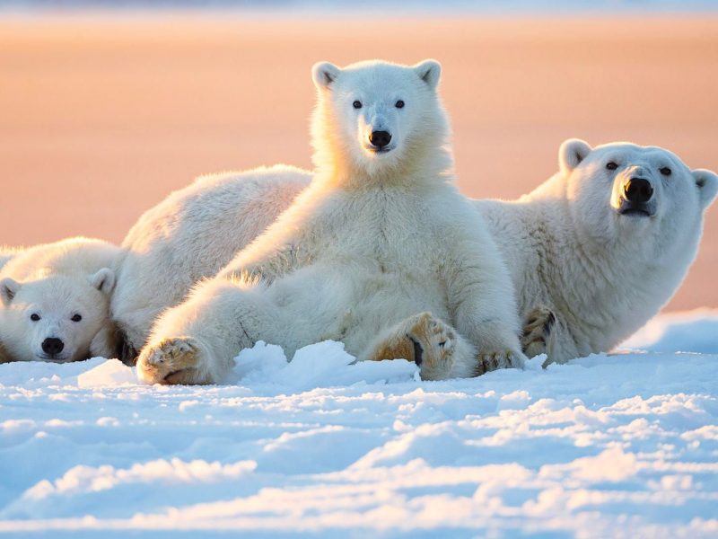 Hình ảnh con gấu bắc cực