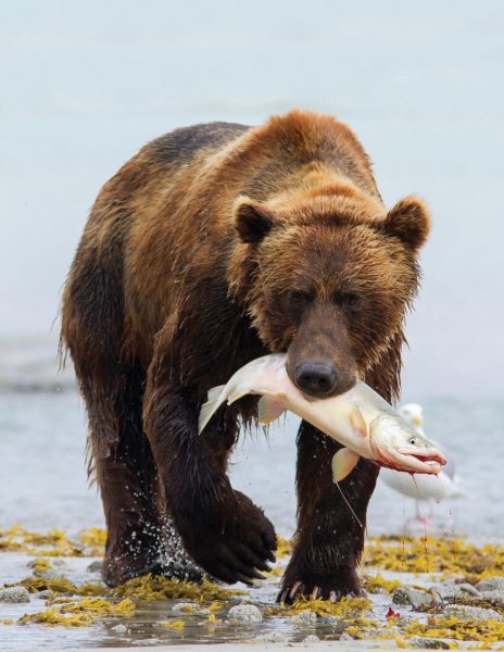 Hình ảnh con gấu bắt cá