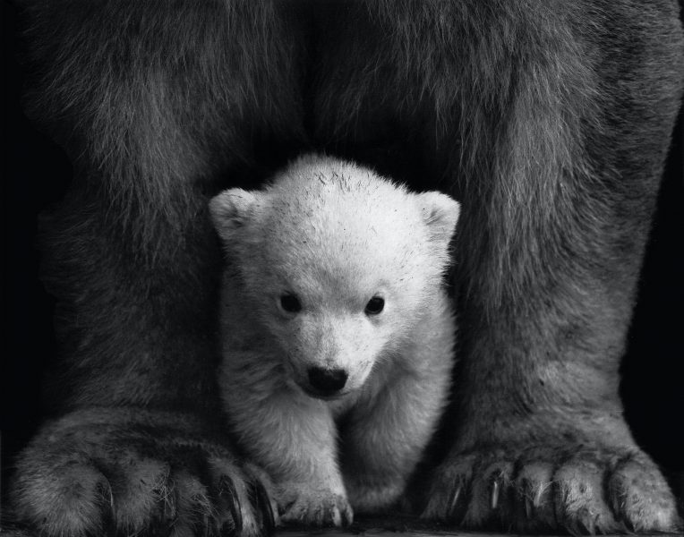 Hình ảnh con gấu con dưới chân mẹ