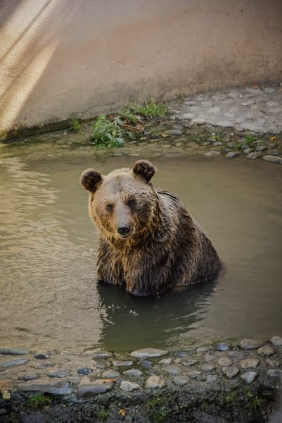 Hình ảnh con gấu đang tắm
