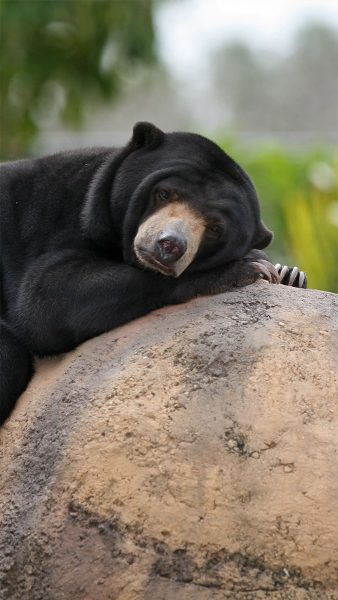 Hình ảnh con gấu đen mặt buồn