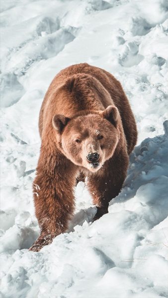 Hình ảnh con gấu đi trong tuyết