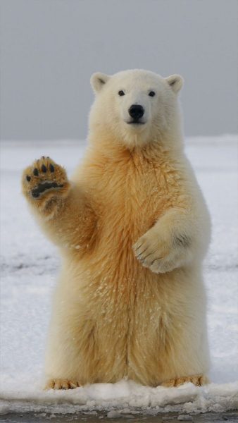 Hình ảnh con gấu dơ tay chào