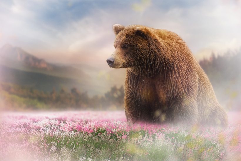 Hình ảnh con gấu trên rừng hoa