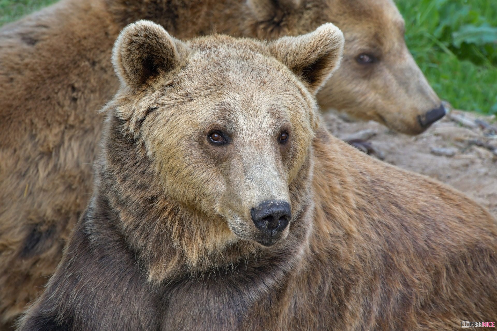 Hình ảnh con gấu dễ thương gấu nâu gấu panda teddy  VFOVN