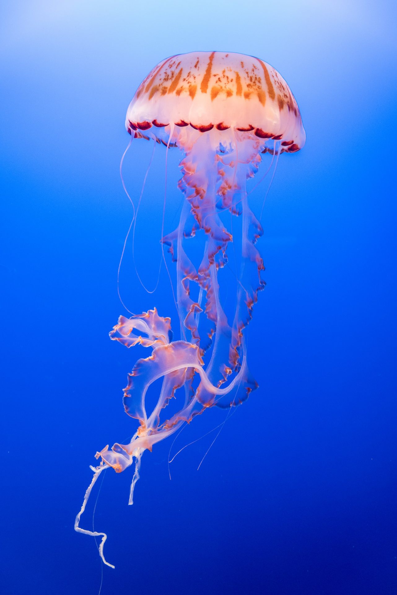 Cuộc gặp bất ngờ với sứa khổng lồ ở ngoài khơi Cornwall Anh  BBC News  Tiếng Việt