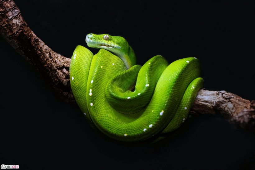 99 coolste niedliche 3D-Schlangen-Hintergründe für Computertelefone